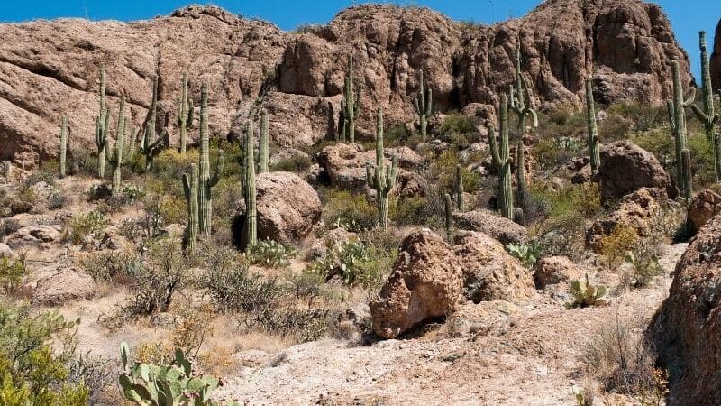como-se-adaptan-los-cactus-al-desierto
