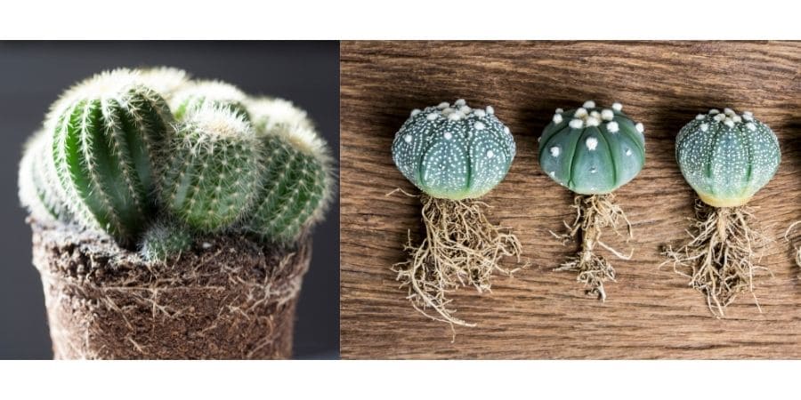 adaptaciones-de-los-cactus-al-desierto-1